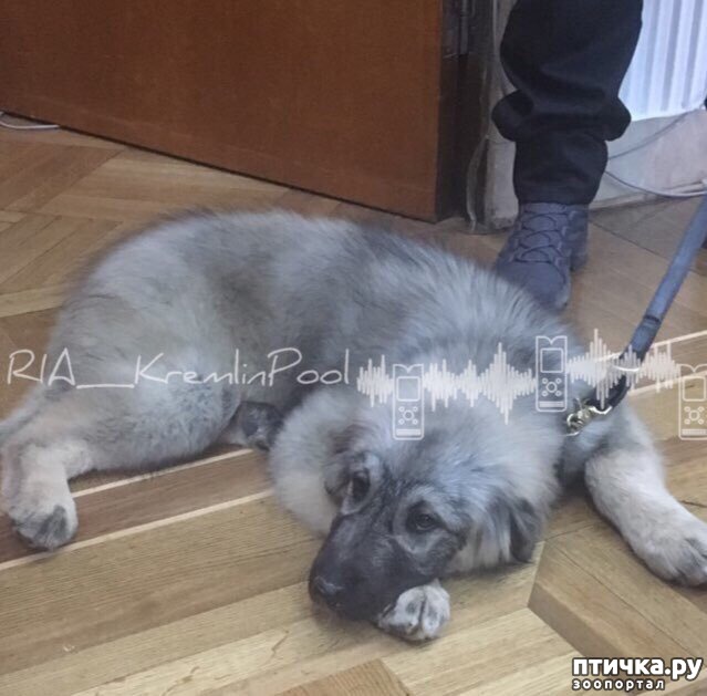 ���� 5: VIP-� �� VIP-��