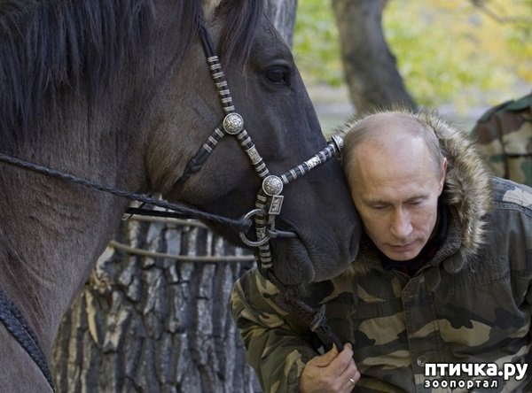 ���� 8: VIP-� �� VIP-��