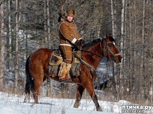 ���� 9: VIP-� �� VIP-��