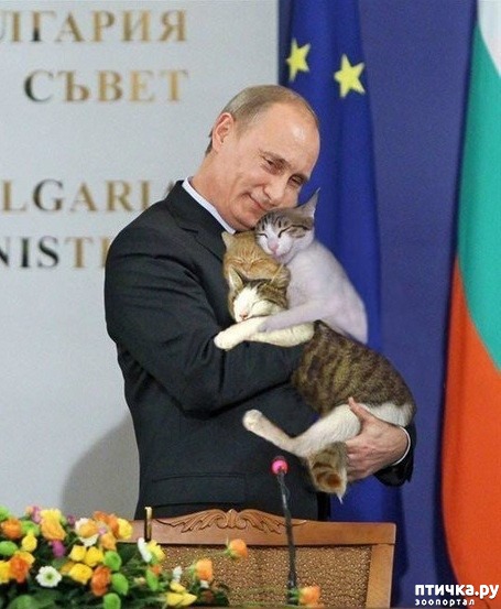 ���� 10: VIP-� �� VIP-��