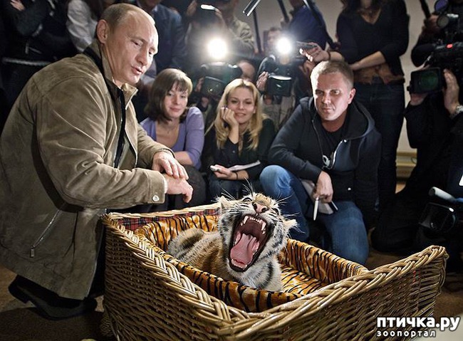 ���� 11: VIP-� �� VIP-��