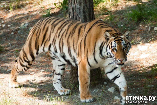 ���� 12: VIP-� �� VIP-��