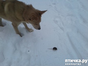 ����: ������� �����������. �� ������� ����.