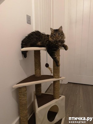 фотография: В Великобритании прошла необычная спасательная операция: пожарные снимали с дерева кота вместе с хозяйкой фото: В Великобритании прошла необычная спасательная операция: пожарные снимали с дерева кота вместе с хозяйкой