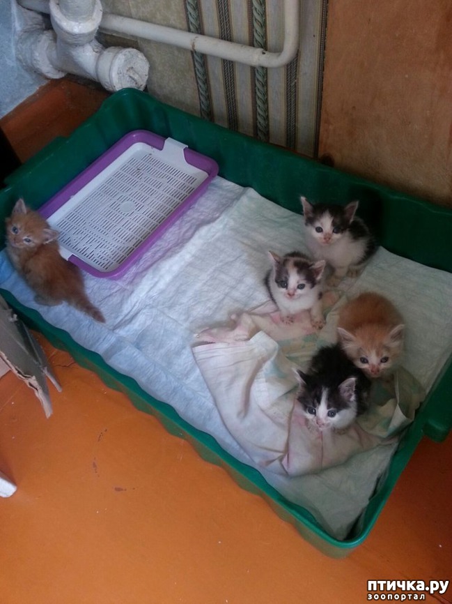 ���� 4: �����, ������� �� ����