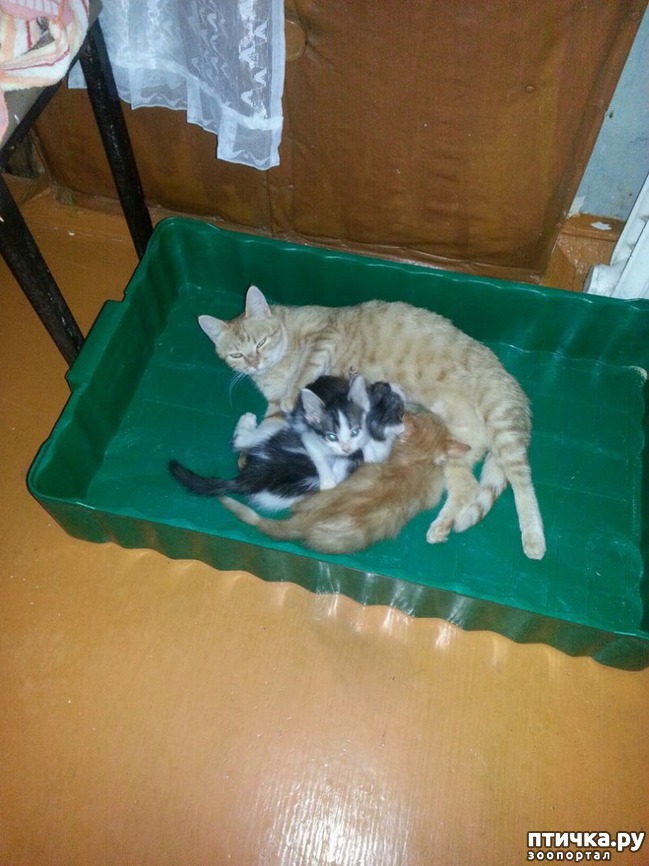 ���� 5: �����, ������� �� ����