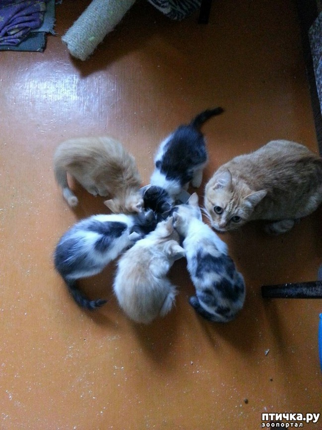 ���� 6: �����, ������� �� ����