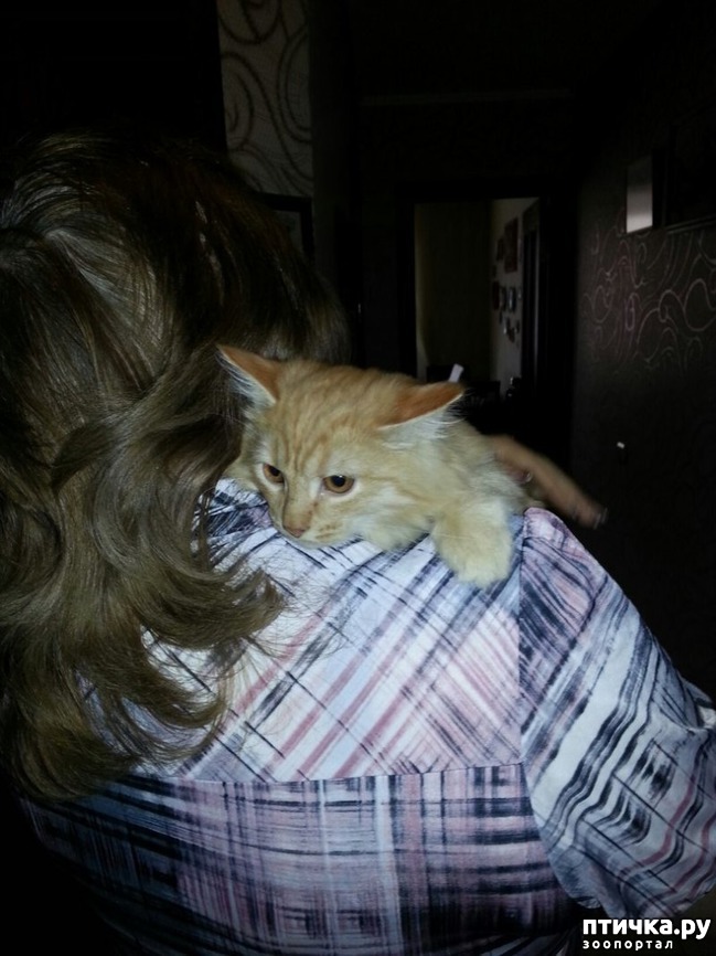 ���� 7: �����, ������� �� ����