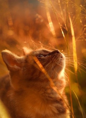 фотография: О кошке Машеньке. фото: О кошке Машеньке.