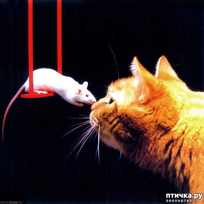 ���� 4: �����������: �����-�����!