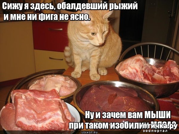 ���� 6: �����������: �����-�����!