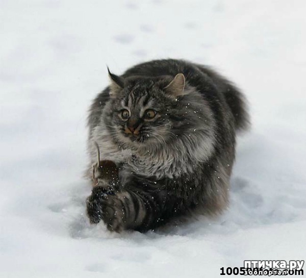 ���� 11: �����������: �����-�����!