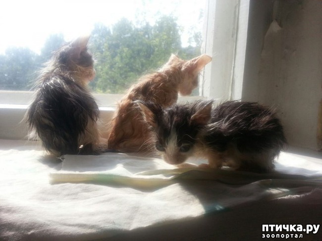 ���� 13: �����, ������� �� ����