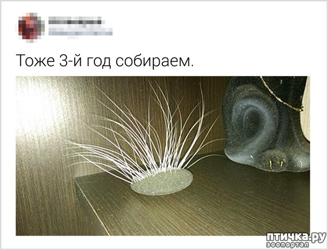  11:   ))