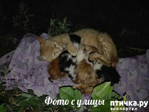 фотография: Кошка, которая не мама фото: Кошка, которая не мама