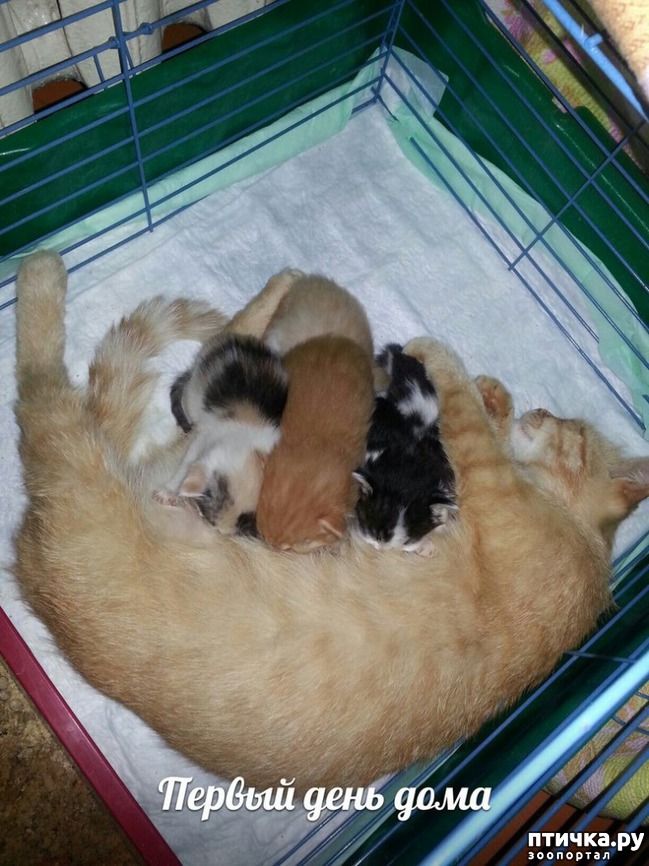 ���� 2: �����, ������� �� ����