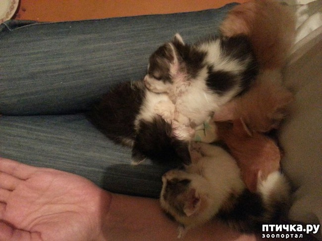 ���� 3: �����, ������� �� ����