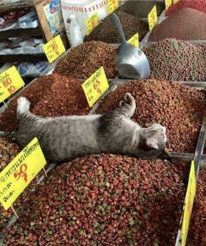 ����: ������� ���