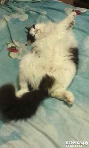 ����: ����, ���� ���������...