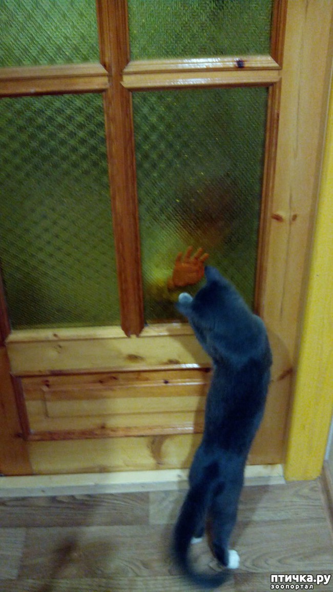 фото 2: Котик и внучок
