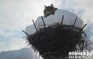 ����: ������ ����