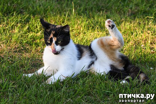 Где поставить лоток для кошки? — обсуждение в группе Кошки | Птичка.ру