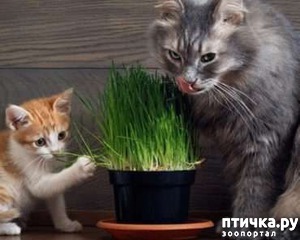 ����: ����� ��� �����