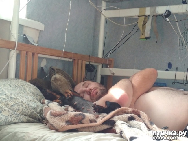 фото 3: Можно ли разрешать собаке спать в хозяйской постели?