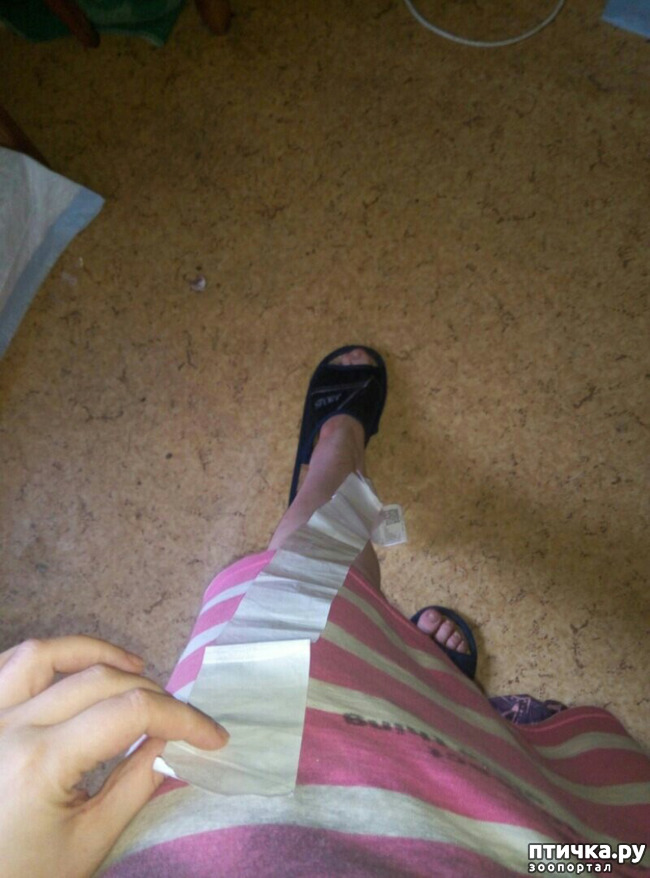 фото 3: Еще один несчастный пекинес
