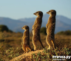 ����: ��������� ( �� � �� � ��������! ) - ����� ����� ������!