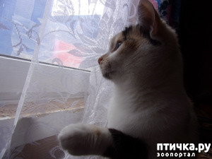 ����: ���������.