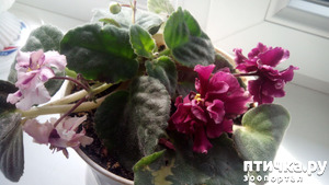 ����: ����� ���� ��������