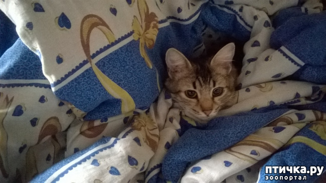 ���� 7: �����, ���� � �. �����-����� - ������� � �������.