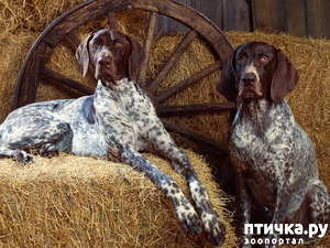 ����: ��� ���������.