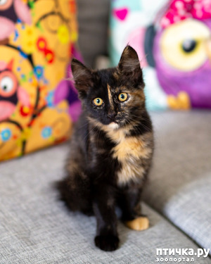 ����: ����.