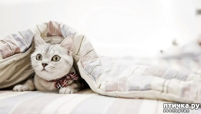 ���� 5: ����������� ���� �� ����