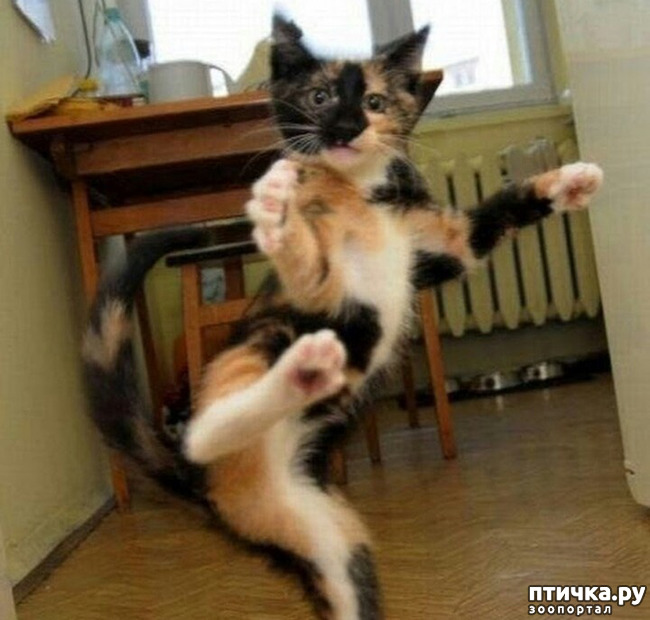 ���� 6: ����������� ���� �� ����