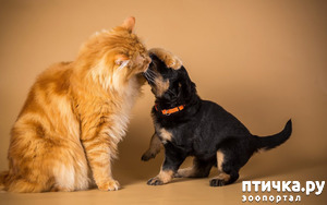 ����: " ��� ����� � �������..."