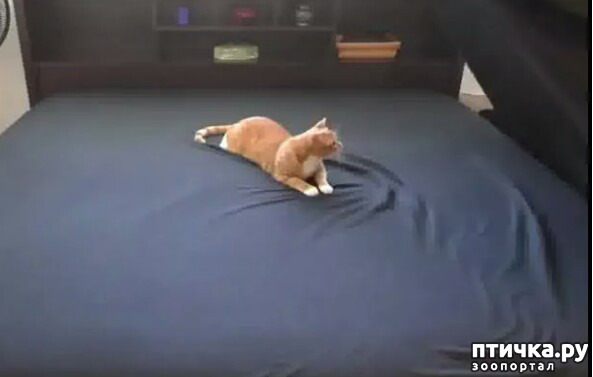 ���� 8: ����������� ���� �� ����