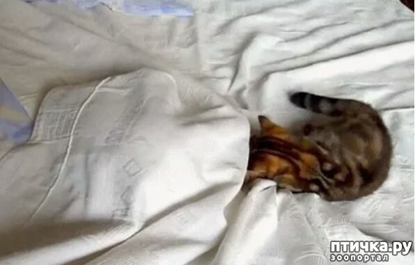 ���� 7: ����������� ���� �� ����