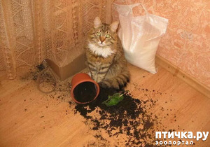 ����: ����������� ���� �� ����