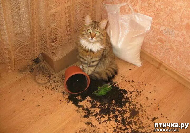 ���� 1: ����������� ���� �� ����