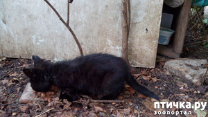 ����: ���� �������