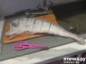 ����: ���� �������� �������