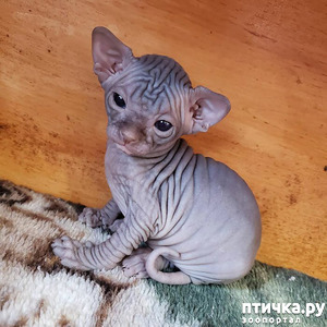 ����: �������