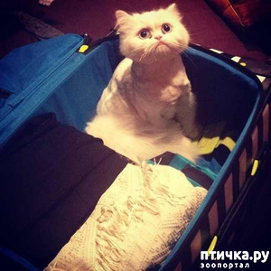 ����: ������� � �����������