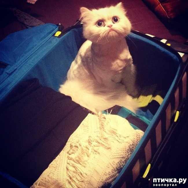 ���� 1: ������� � �����������