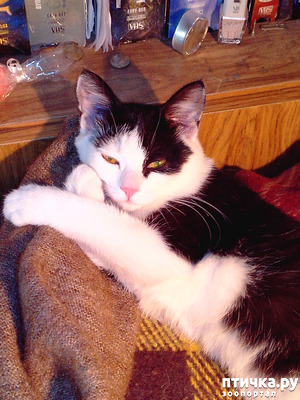 ����: ���������, ���� ���������