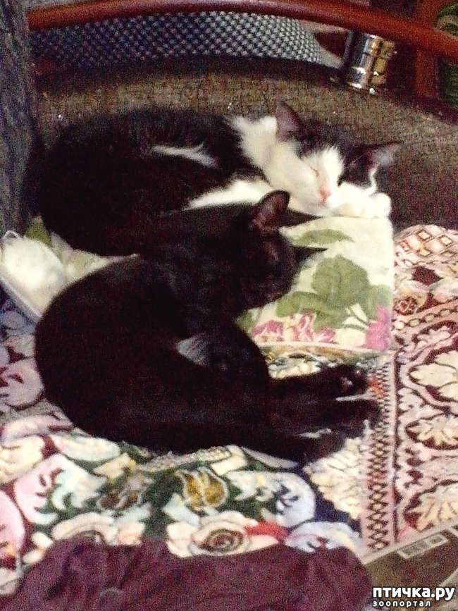 ���� 3: ���� ��������