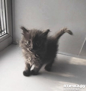 ����: ��������� ��������